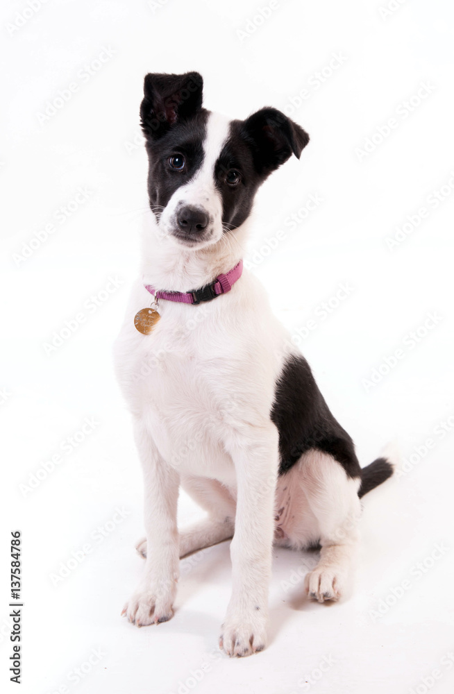 attitude jeune chienne border collie attitude jeune chienne border collie