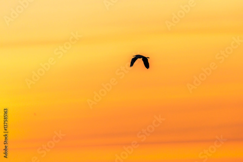 A silhouette of a Great blue heron flying in an orange sunset.