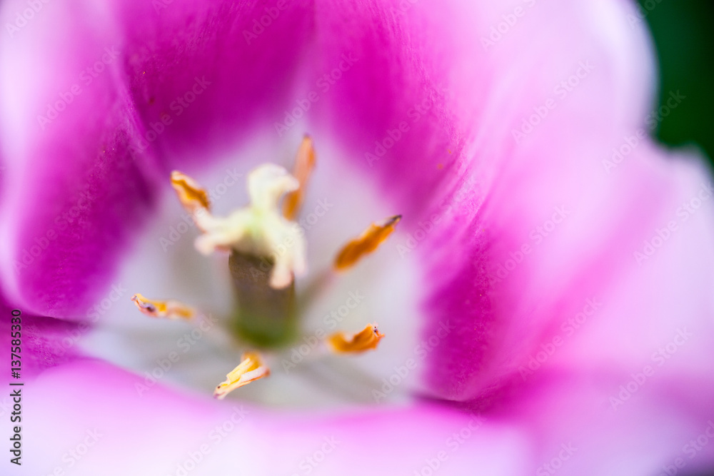 Closeup of the blooming pink tulip flower