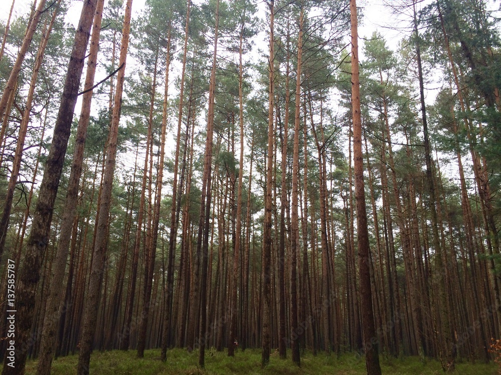 Fototapeta premium Wald