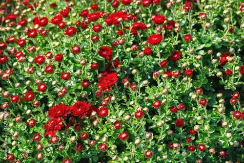 Many small red flowers of chrysanthemums among lush green foliage.
