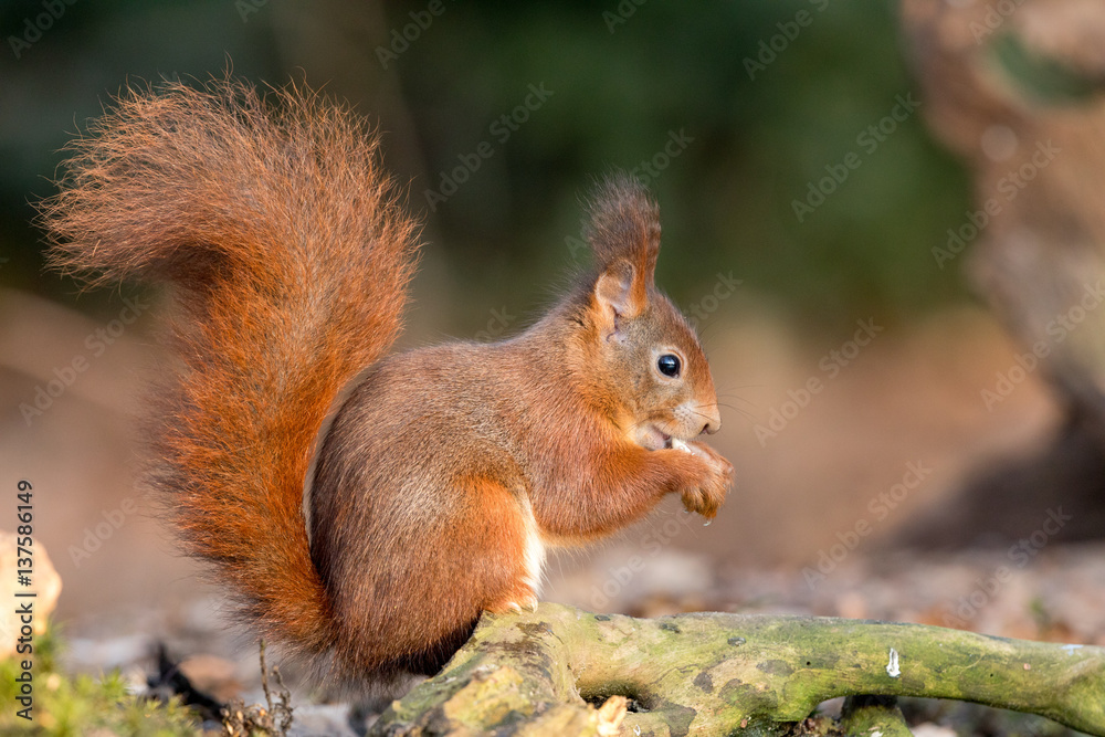 Eurasian Red Squirrel