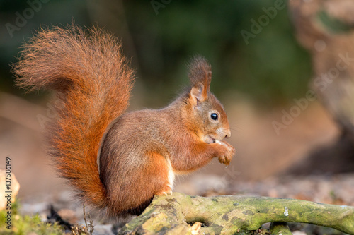 Eurasian Red Squirrel © Wim