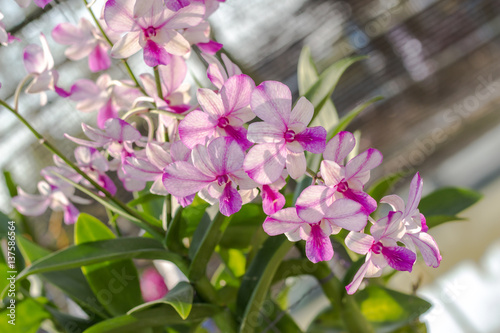 orchidaceous flower on green background