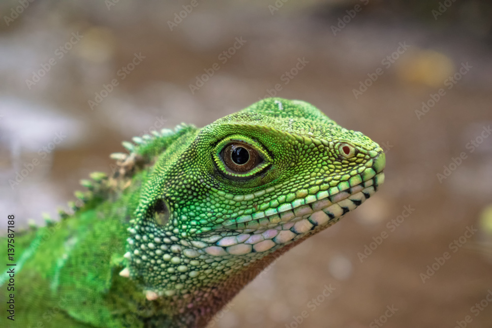 Eye of the Lizard