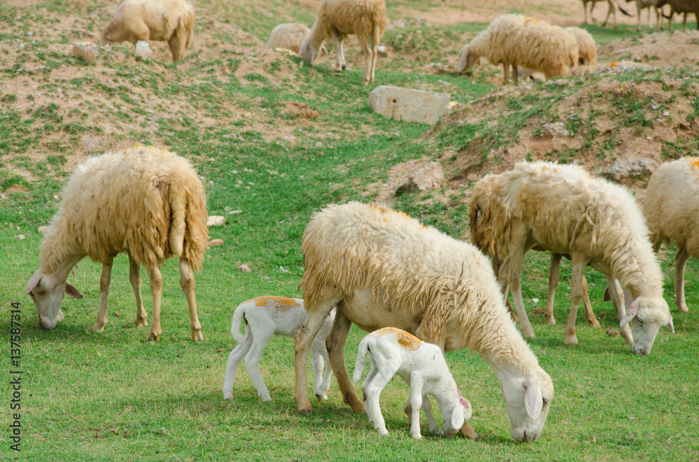 sheeps on field at Ninh Thuan province, Vietnam. sheeps on field at Ninh Thuan province, Vietnam.