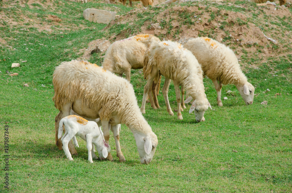 sheeps on field at Ninh Thuan province, Vietnam. sheeps on field at Ninh Thuan province, Vietnam.