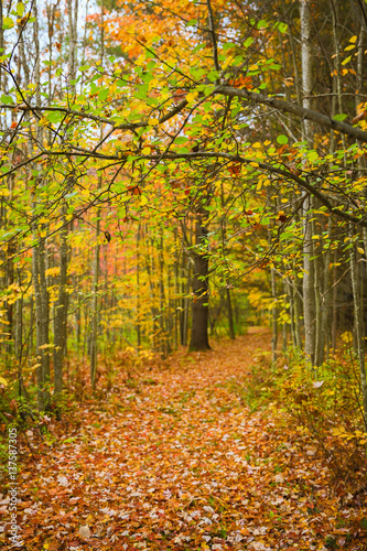 Pathway through the Autumn Woods