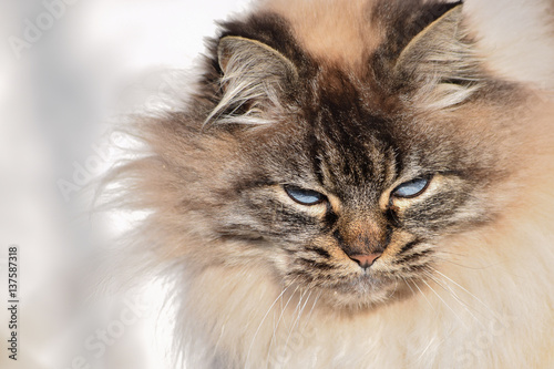 close up of the beautiful blue eyes of a persian cat