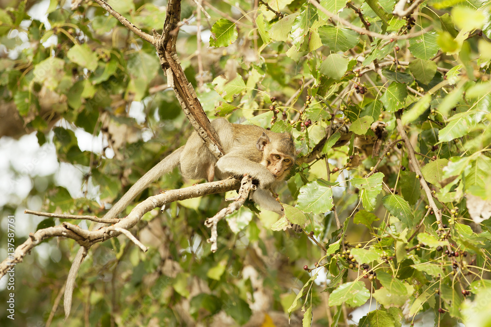 Monkey eating fruits from a tree branch 
