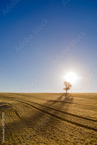 Fototapeta Naklejka Na Ścianę i Meble -  Lonesome Tree at Sunrise