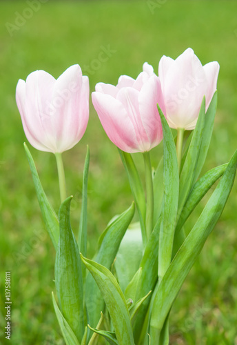 pink tulips