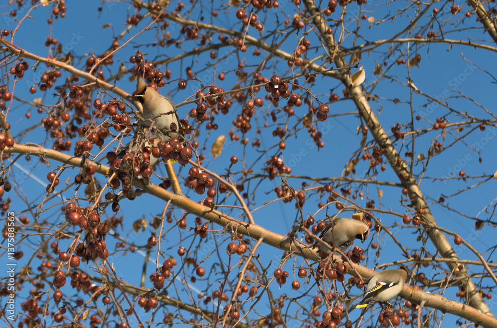 Obraz premium waxwings eating small frozen apples