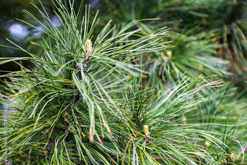 Closeup of the pine buds and needles