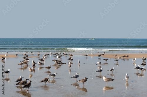 Birds at sea.