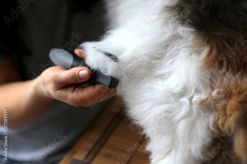 Foto Frau kämmt Katze Selkirk Rex mit viel Fell