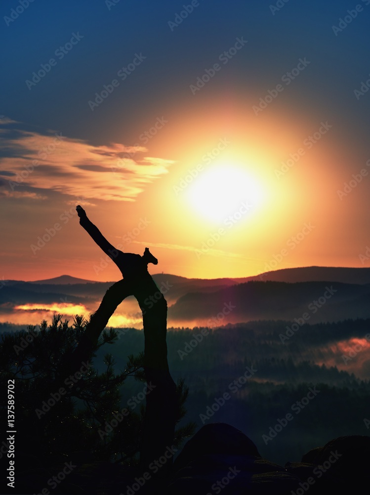 Fototapeta premium Wild bonsai pine tree on sandstone rocky cliff. Tourist resort.