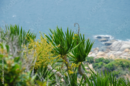 Pandanus palm trees at Ninh Thuan coastline, Vietnam photo