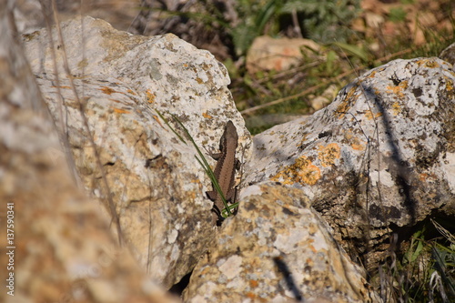 Lizard Calming on Rock