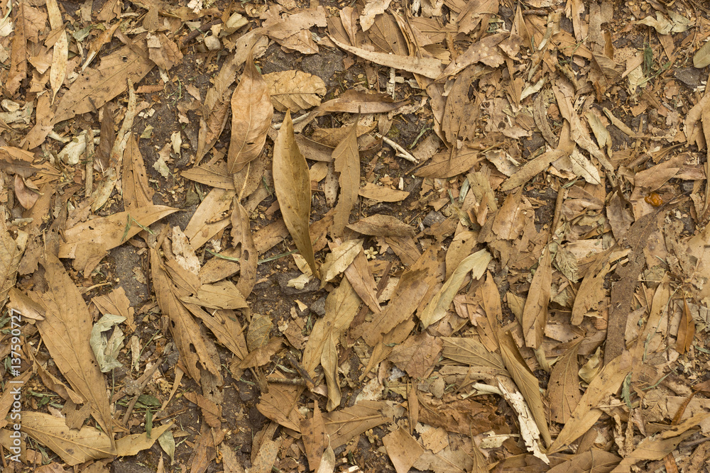 Dry leaves on ground. Leaves texture background. Leafs. top view