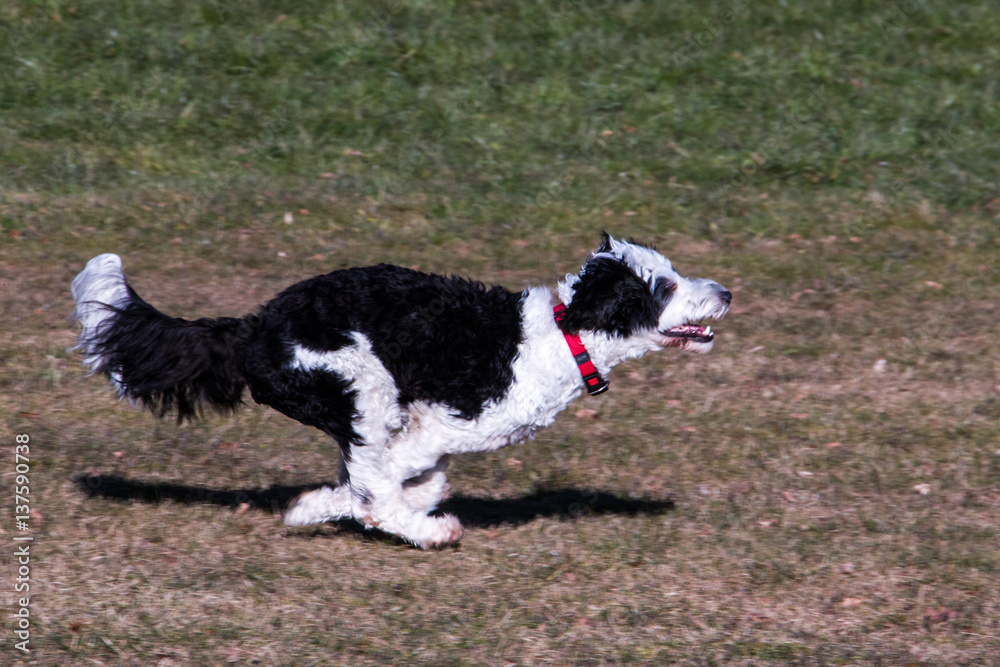 Portuguese water dog running over lawn Portuguese water dog running over lawn