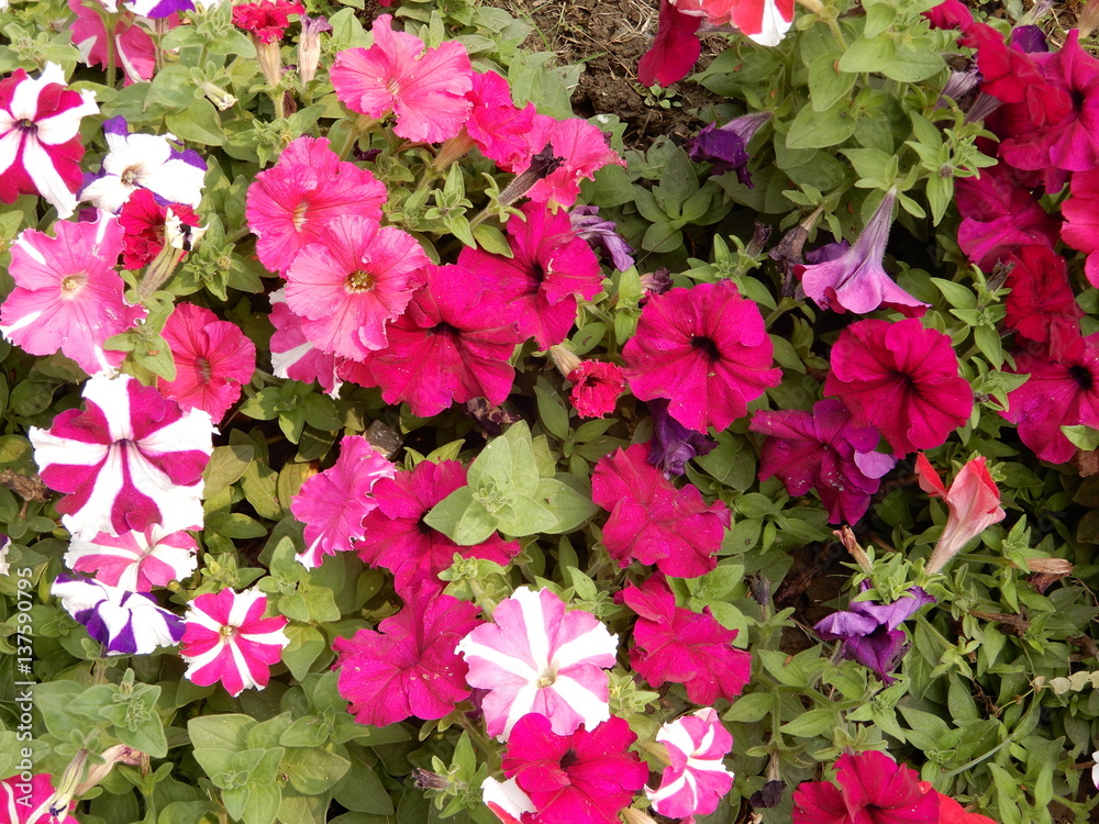 Red and pink flowers