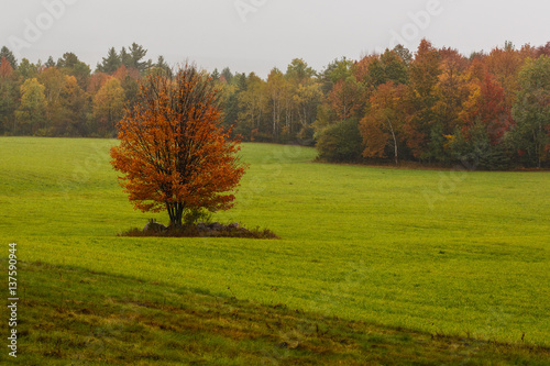 Lone tree in the field in autumn 