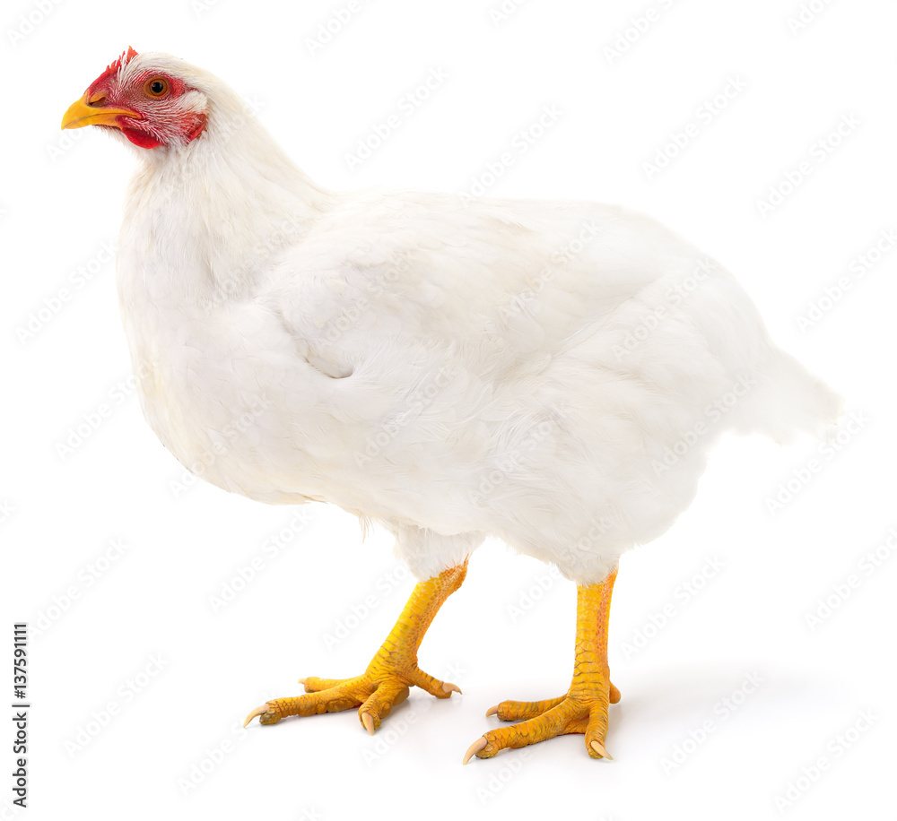 White hen isolated.