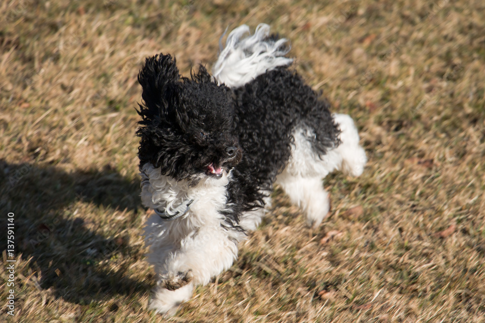 Fototapeta premium Toy Poodle playing in meadow