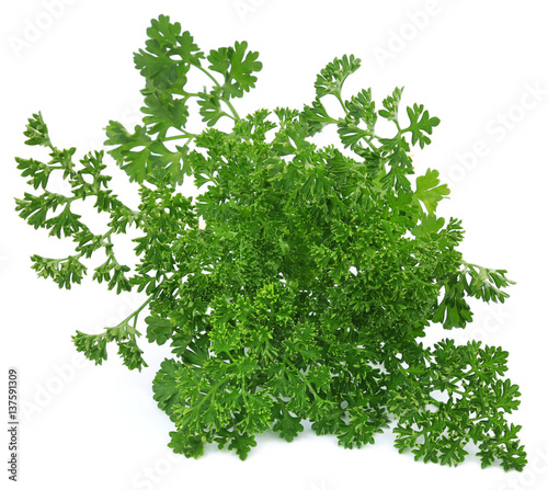 Parsley over white background