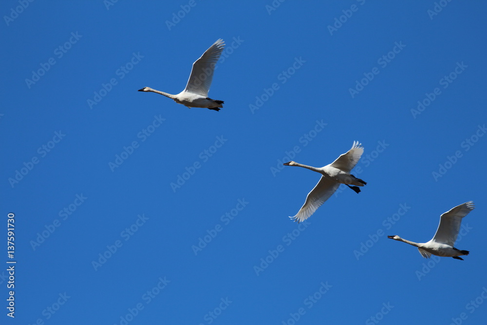 Fototapeta premium Trumpeter Swans Flying in Yellowstone National Park