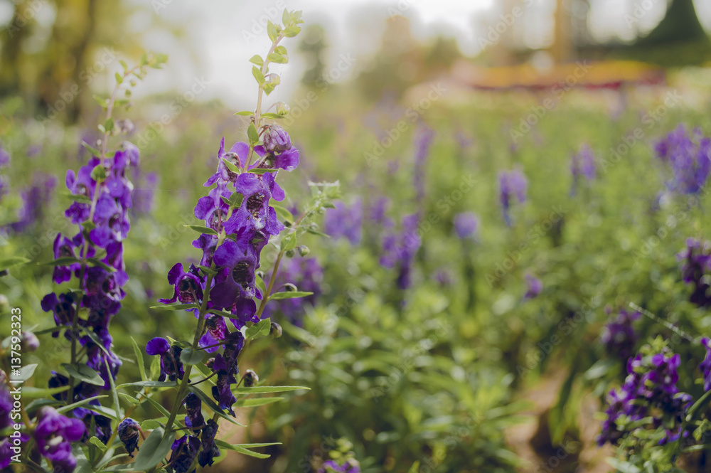 Obraz premium Flowers
