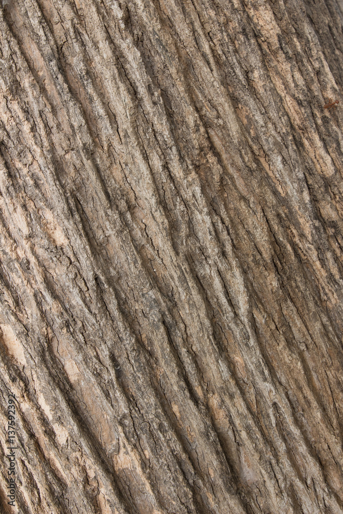 texture of bark wood use as natural background texture of bark wood use as natural background