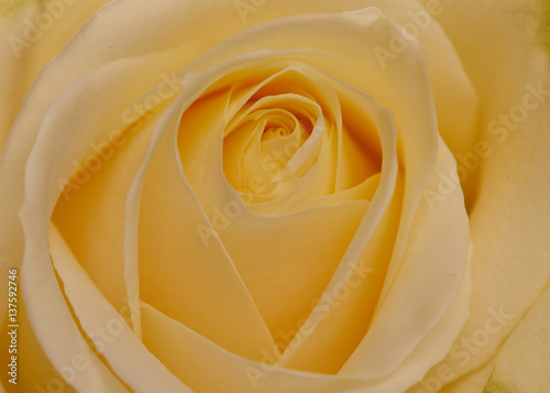 A close-up photo of a yellow rose