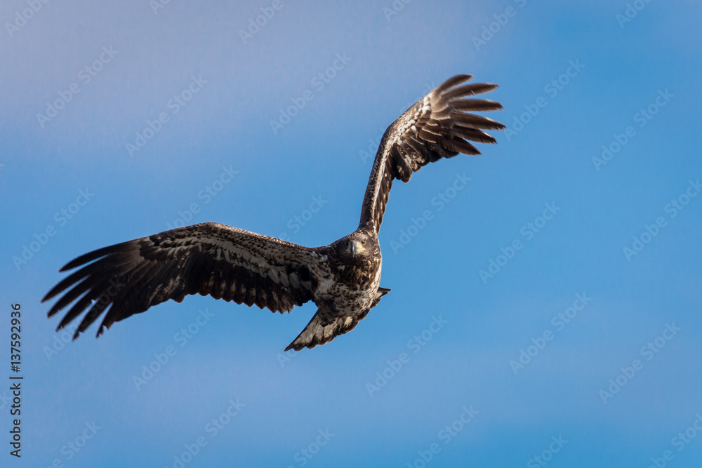Fototapeta premium Inmature Bald Eagle