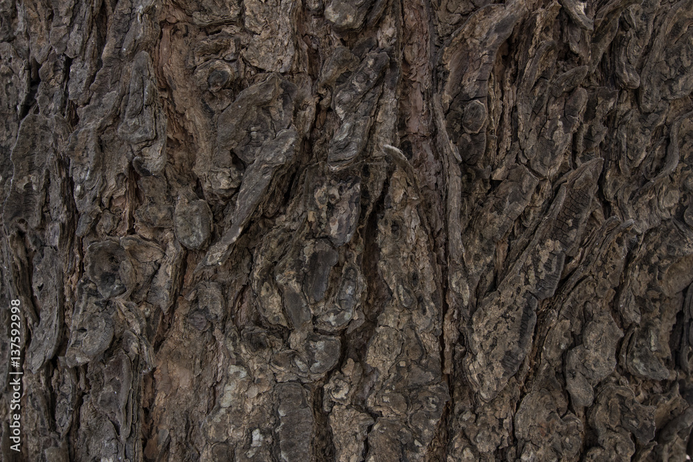 texture of bark wood use as natural background texture of bark wood use as natural background