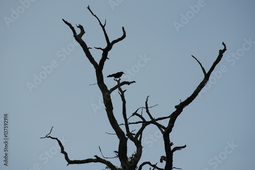 Bare Tree and Bird