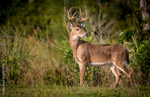 Whitetail Buck Deer