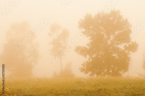 Silhouette forest with fog and sunset.