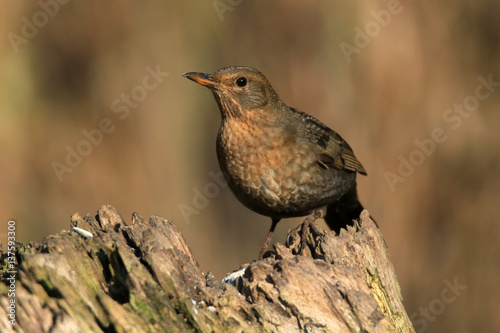 Amsel-Weibchen