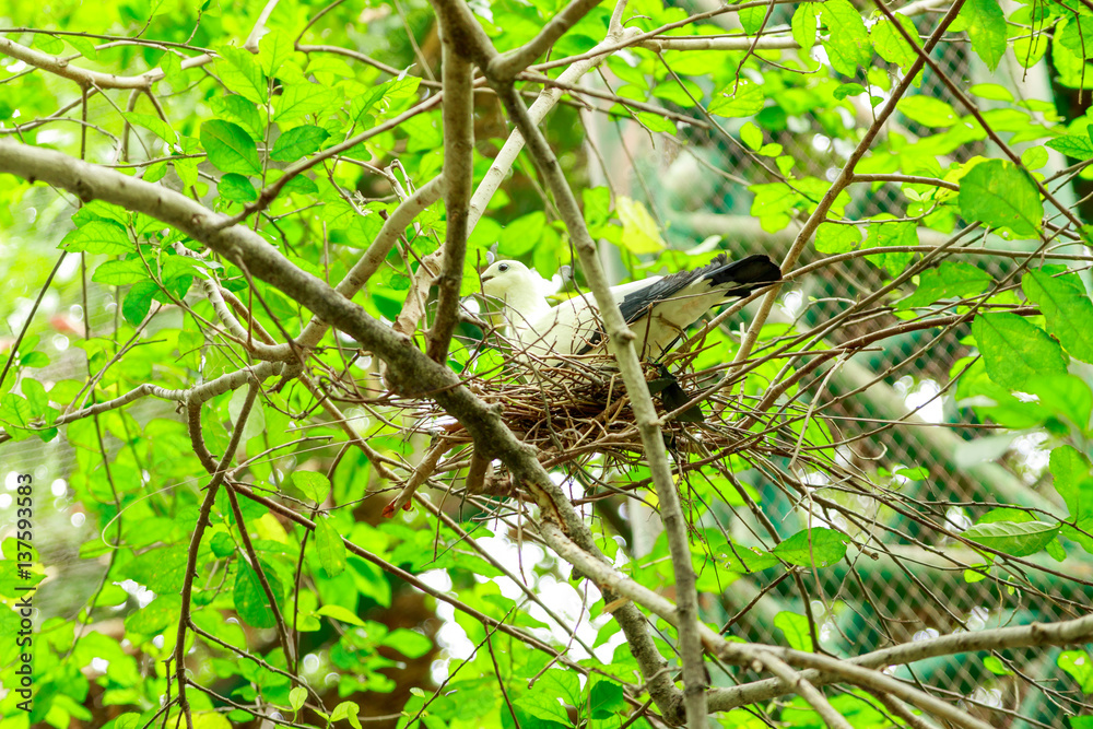 Pied imperial pigeon Pied imperial pigeon