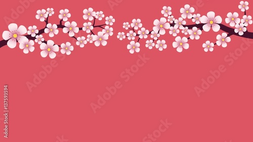 Cherry blossom blooming floral branches spring themed background. Last 6 seconds are loopable