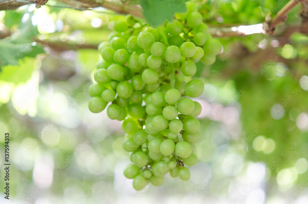 Green grapes in farm at Ninh Thuan, Vietnam