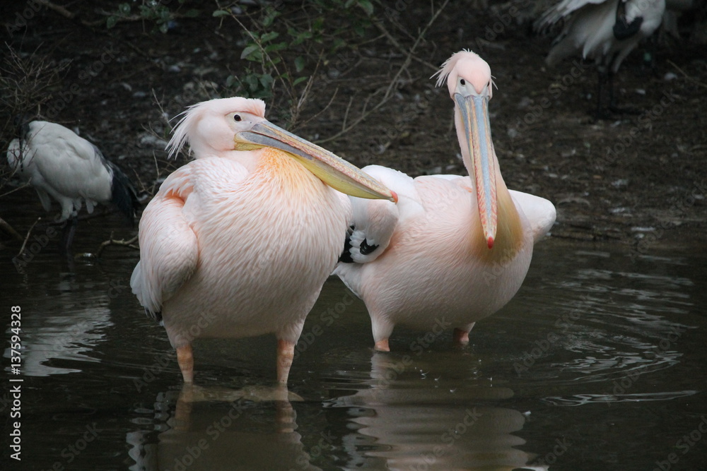 Pélicans blanc