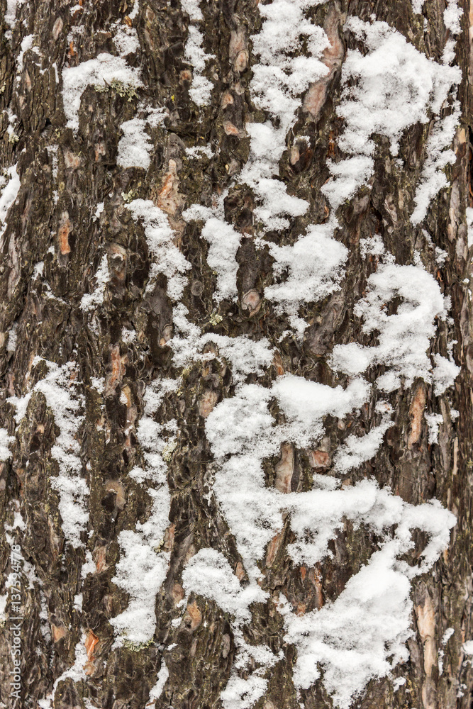 Obraz premium Bark of the pine trees covered with snow