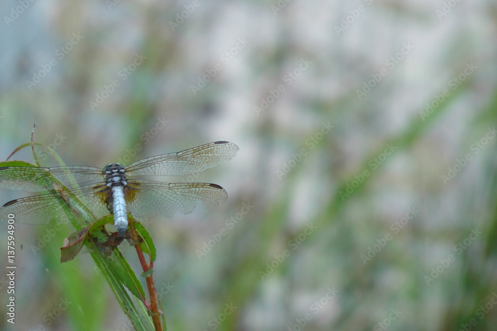 Dragonfly looking away Dragonfly looking away