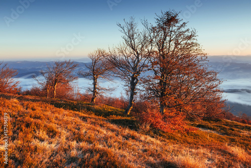 birch forest in sunny afternoon while autumn season © standret