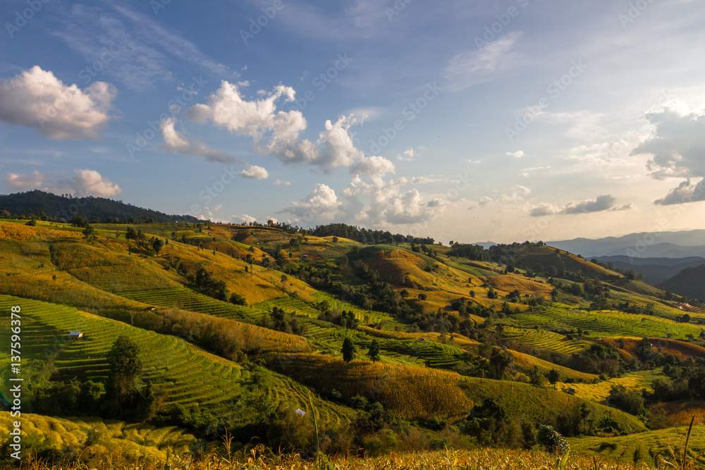 Obraz premium Green rice terrace on the mountain , Paddy