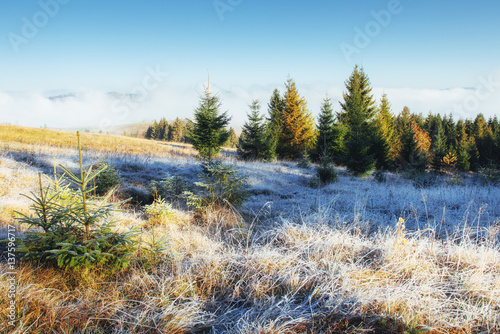 Winter landscape glowing by sunlight. Dramatic scene. Scenic fog