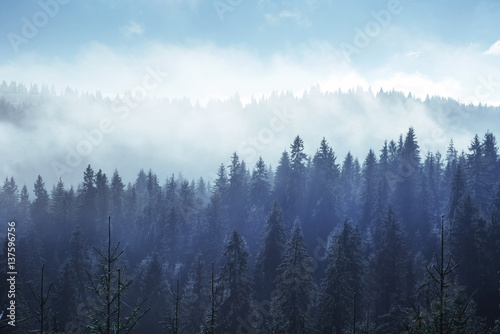 Trees in the fog and clouds. Carpathians. Ukraine. Europe